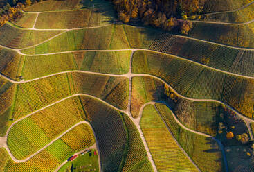 Luftaufnahme von Weinbergen im Herbst, Varnhalt, Badische Weinstraße, Schwarzwald, Deutschland. - AAEF12658