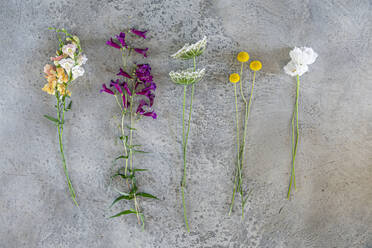 Vielfalt an bunten Wildblumen - EIF01817
