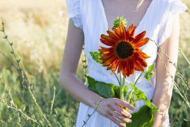 Junge Frau hält orangefarbene Sonnenblumen auf einem Feld - EIF01840