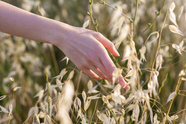 Die Hand einer Frau berührt wildes Gras auf einem Feld - EIF01858