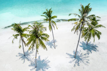 Aerial view of a group of palm trees with a hammock at the beach front, Maldives, Laccadive Sea. - AAEF12696