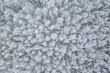 Aerial view of snow covered winter forest tree tops in Kaunas, Lithuania. - AAEF12747