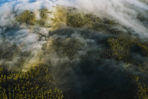 Luftaufnahme eines mit Wolken bedeckten Waldes auf der Insel La Palma in der Nähe von Bre√±a Baja, Kanarische Inseln, Spanien. - AAEF12790