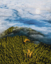 Luftaufnahme der Wald- und Wolkenbedeckung auf La Palma bei Brena Baja, Kanarische Inseln, Spanien. - AAEF12793