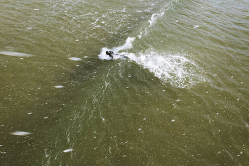 Luftaufnahme eines Surfers auf einer Welle in der Ostsee während eines Schneesturms im Frühling, Klaipeda, Litauen. - AAEF12857