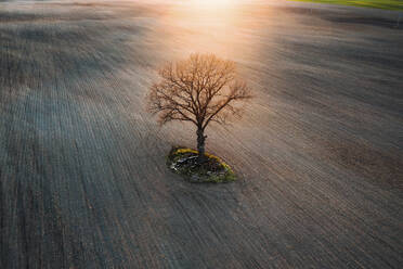 Luftaufnahme bei Sonnenuntergang eines alten Baums inmitten eines gepflügten Feldes, Litauen. - AAEF12989