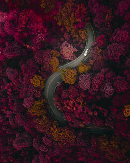 Luftaufnahme eines Fahrzeugs auf einer kurvenreichen Straße im Wald während der Herbstsaison in der Nähe von Foshan, China. - AAEF13079