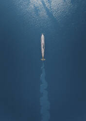 Aerial view of a submarine crossing the bay Bukhta Patrol in Vladivostok, Primorsky Krai, Russia. - AAEF13092