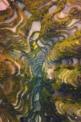 Aerial view of rice terrace at sunset along the mountain crest at sunrise, Dong village, Guizhou, China. - AAEF13099