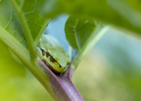 Portrait of European tree frog (Hyla arborea) resting on leaf - BSTF00191