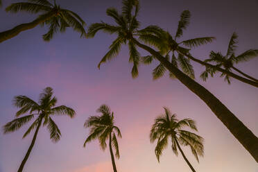 Silhouettes of palm trees standing against purple sky at dusk - MBEF01472