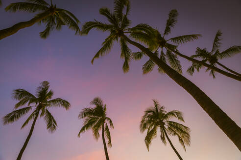 Silhouetten von Palmen stehen gegen lila Himmel in der Abenddämmerung - MBEF01472
