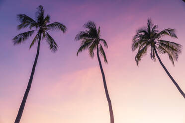 Silhouettes of palm trees standing against purple sky at dusk - MBEF01473