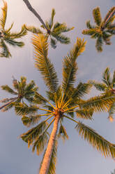 Palm trees standing against sky - MBEF01474