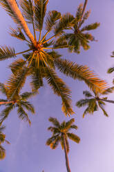 Palmen vor violettem Himmel in der Abenddämmerung - MBEF01476