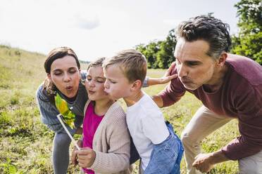 Familie bläst Windrad-Spielzeug auf der Wiese an einem sonnigen Tag - UUF24237