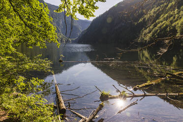 Driftwood gathering on shore of Lake Toplitz in summer - AIF00740