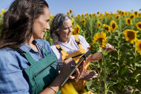 Bäuerinnen kontrollieren Sonnenblumen auf dem Feld - KIJF04090