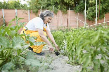 Senior female farm worker planting with trowel in garden - KIJF04104