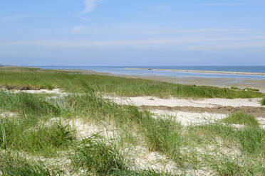 Grasbewachsener Küstenstrand in den Wattenmeer-Nationalparks - WIF04419