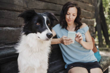 Border Collie sitting by woman using smart phone in forest - EBBF04495