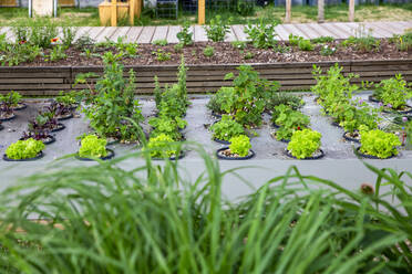 Vegetables growing in urban garden - MAMF01948