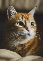 Porträt einer braunen Katze, die sich im Haus entspannt - RAEF02439