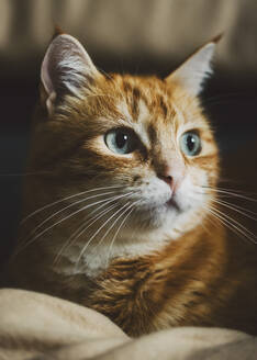 Portrait of brown cat relaxing indoors - RAEF02439