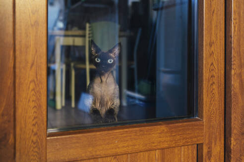 Katze schaut durch Glas auf Holztür in Café - EGHF00151