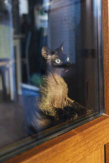 Katze schaut durch Glas im Café - EGHF00152
