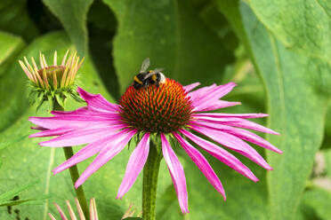 Bumblebee feeding on blooming coneflower - NDF01329