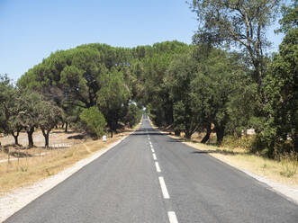 Korkeichen (Quercus suber), die im Sommer entlang einer Landstraße wachsen - AMF09227