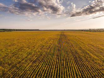 Sojabohnenfeld bei Sonnenuntergang, Vojvodina, Serbien - NOF00345