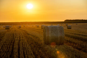 Hay bales lying in plowed field at sunset - NOF00355