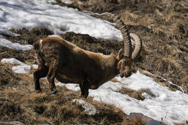 Alpine ibex (Capra ibex), Gran Paradiso National Park, Aosta Valley, Italy, Europe - RHPLF20509