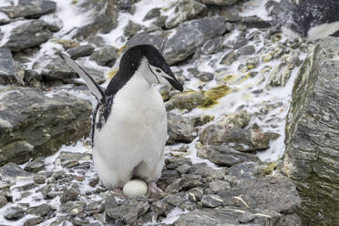 Chinstrap penguin (Pygoscelis antarcticus), on eggs at Coronation Island, South Orkney Islands, Antarctica, Polar Regions - RHPLF20557