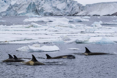 Schwertwale des Ökotyps Big B (Orcinus orca), die zwischen Eisschollen im Lemaire-Kanal auftauchen, Antarktis, Polarregionen - RHPLF20569