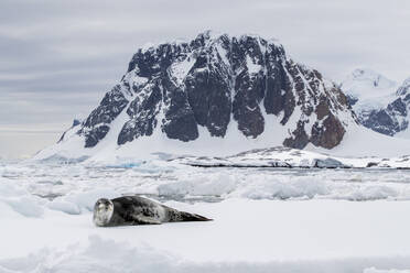 Ein ausgewachsener Seeleopard (Hydrurga leptonyx) auf einer Eisscholle bei Booth Island, Antarktis, Polarregionen - RHPLF20572