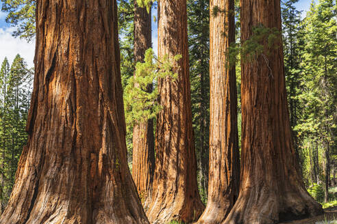 Riesenmammutbaum, Mariposa-Hain, Yosemite-Nationalpark, UNESCO-Welterbe, Kalifornien, Vereinigte Staaten von Amerika, Nordamerika - RHPLF20602