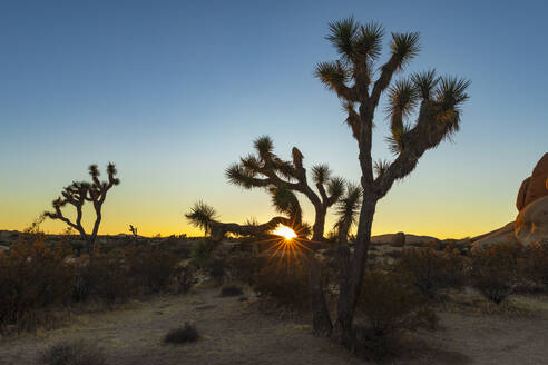 Joshua Tree (Yucca brevifolia), Joshua Tree National Park, Mojave-Wüste, Kalifornien, Vereinigte Staaten von Amerika, Nord-Amerika - RHPLF20617