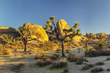 Joshua Tree (Yucca brevifolia), Joshua Tree National Park, Mojave-Wüste, Kalifornien, Vereinigte Staaten von Amerika, Nord-Amerika - RHPLF20619
