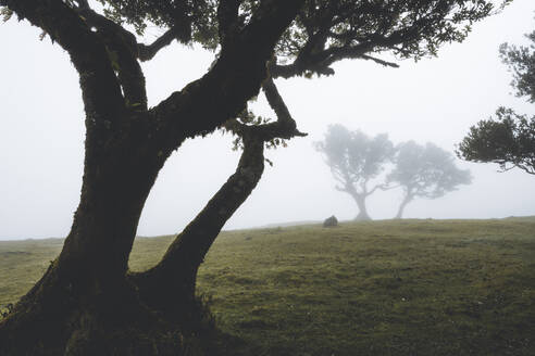 Alter Lorbeerwald im Nebel, Fanal, Insel Madeira, Portugal, Atlantik, Europa - RHPLF20643