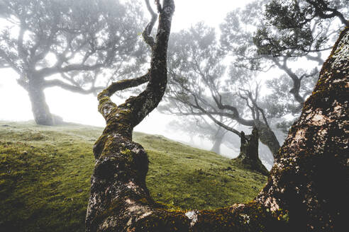 Ancient laurel forest in the fog, Fanal, Madeira island, Portugal, Atlantic, Europe - RHPLF20644