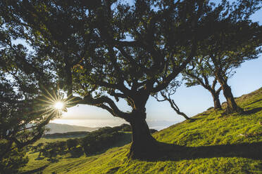 Alter Lorbeerbaum und grüne Wiesen bei Sonnenuntergang, Fanal-Wald, Insel Madeira, Portugal, Atlantik, Europa - RHPLF20645
