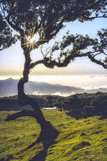 Lorbeerbaum beleuchtet von Sonnenstrahlen bei Sonnenuntergang, Fanal Wald, Insel Madeira, Portugal, Atlantik, Europa - RHPLF20646