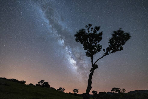 Einsamer Baum unter der hellen Milchstraße bei Nacht, Wald von Fanal, Insel Madeira, Portugal, Atlantik, Europa - RHPLF20664