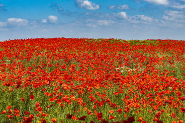 Poppy flower field, Zelena Hora, Czech Republic, Europe - RHPLF20680