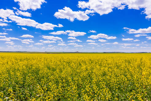 Rollendes Feld mit gelben Blumen unter einem blauen Himmel und flauschigen Wolken, North Dakota, Vereinigte Staaten von Amerika, Nordamerika - RHPLF20688