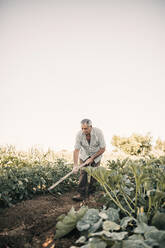 Ein älterer Landwirt gräbt mit einer Schaufel im Gemüsegarten - GRCF00813