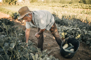 Male farm worker harvesting vegetables in basket at field - GRCF00820